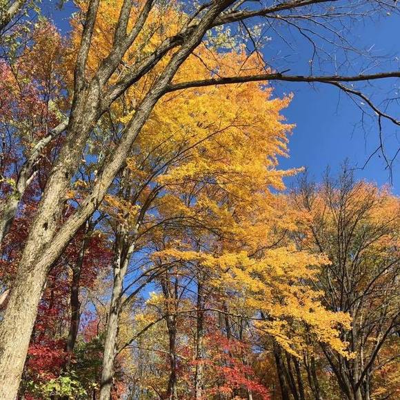 Meet your Posher, Daisy - Picture 1 of 1